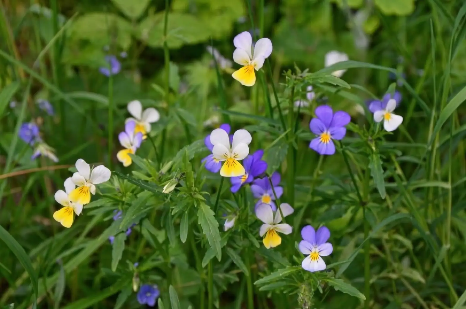 viola tricolor wild meadow close up