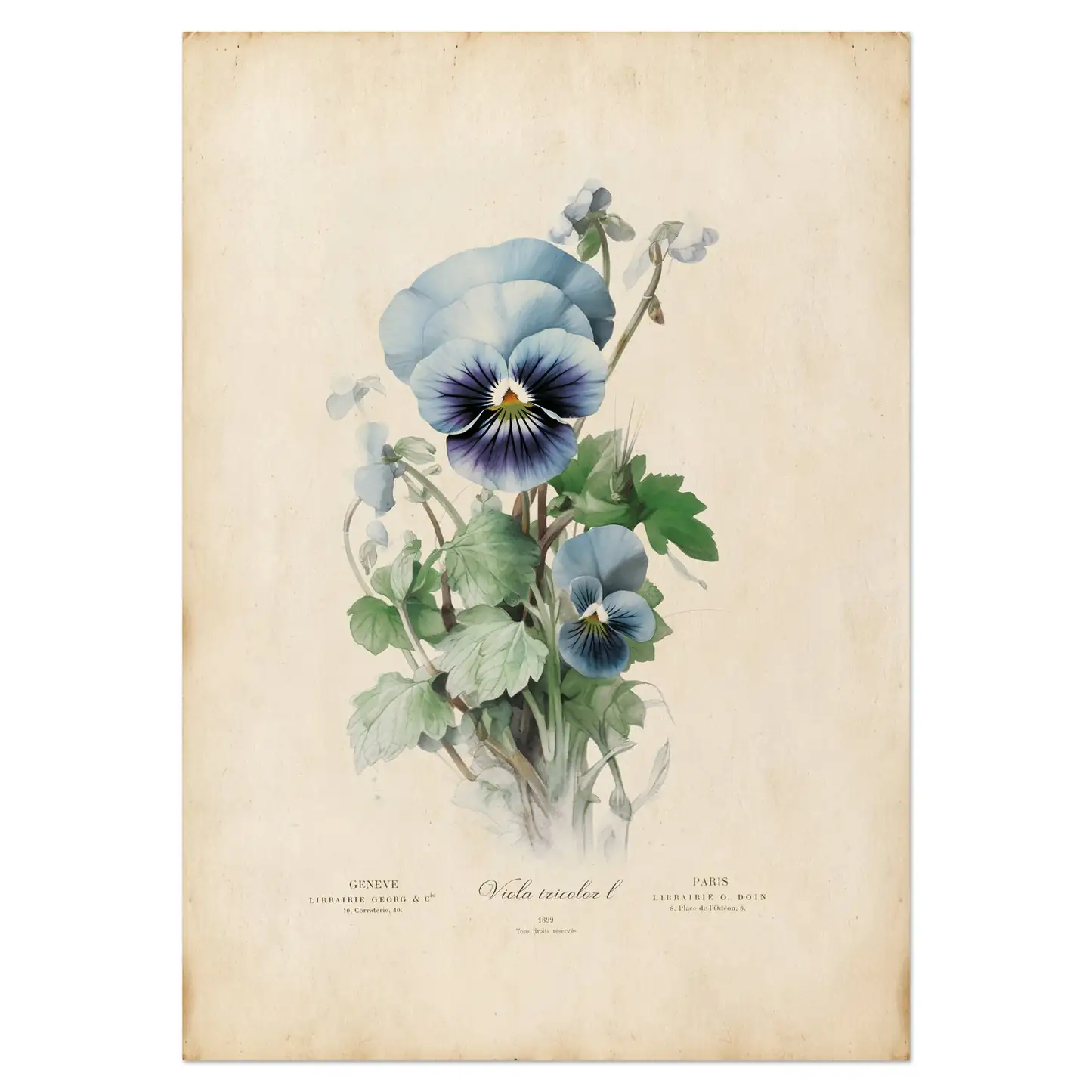 pansy Victorian botanical illustration