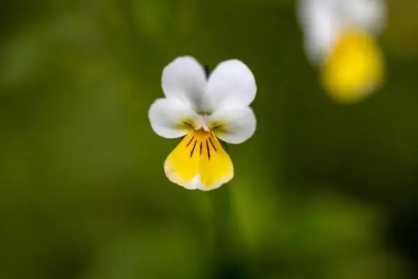 pansy flower face macro