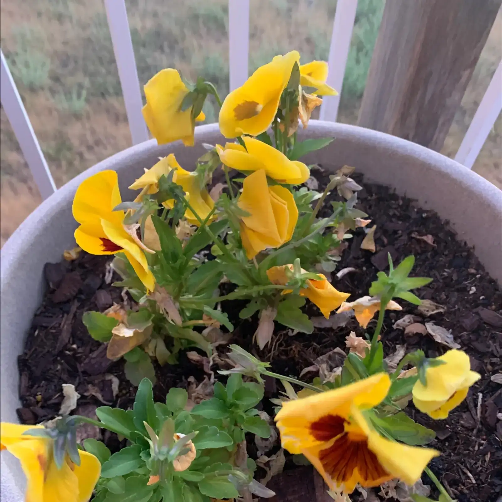 pansy watering at soil level