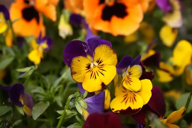 Why Do Pansies Have ‘Faces’? Bee Roadmaps, Velvet Petals, and the Science of Their Color Tricks