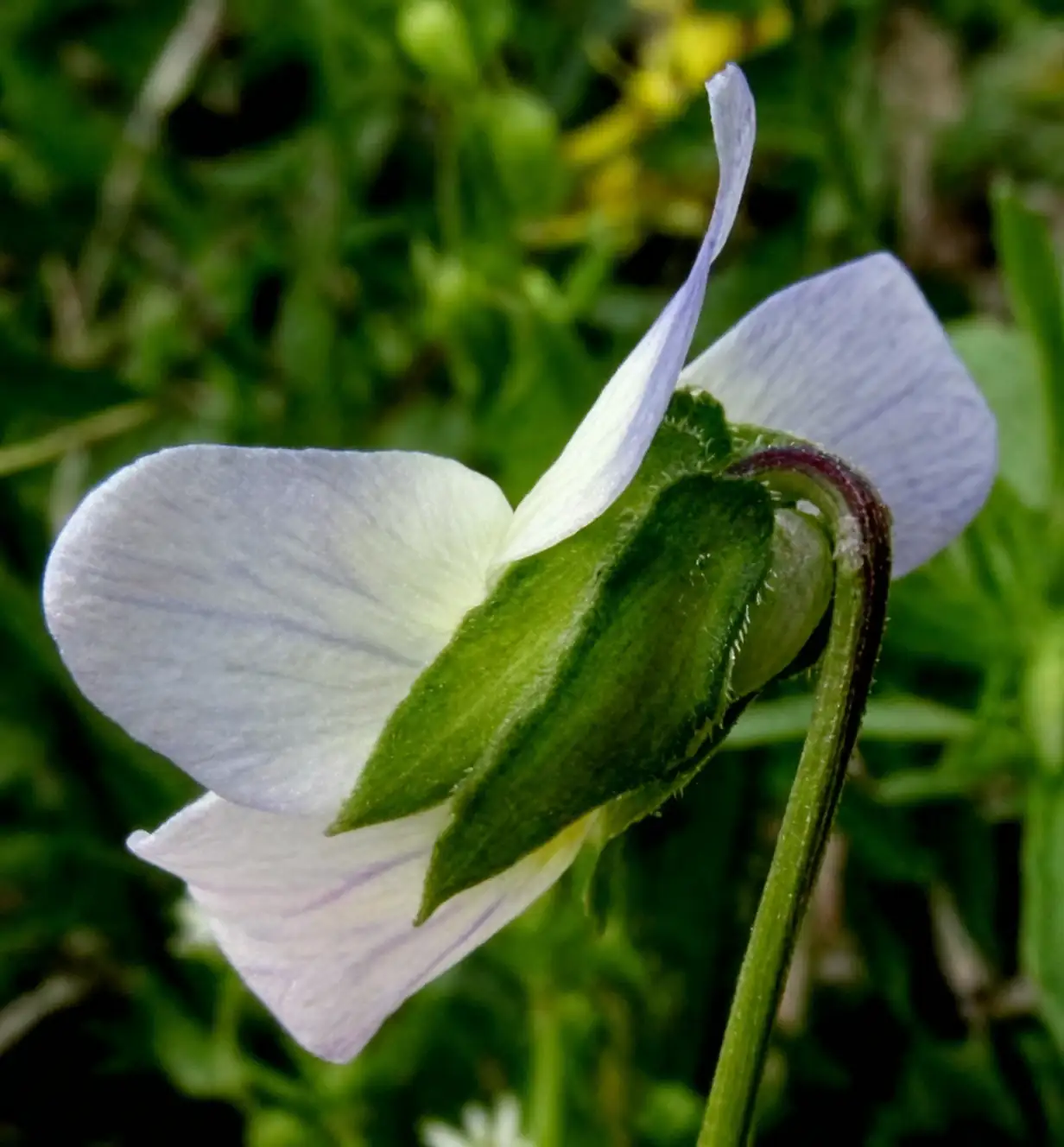 pansy nectar spur close up