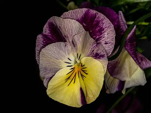 black pansy velvety petals