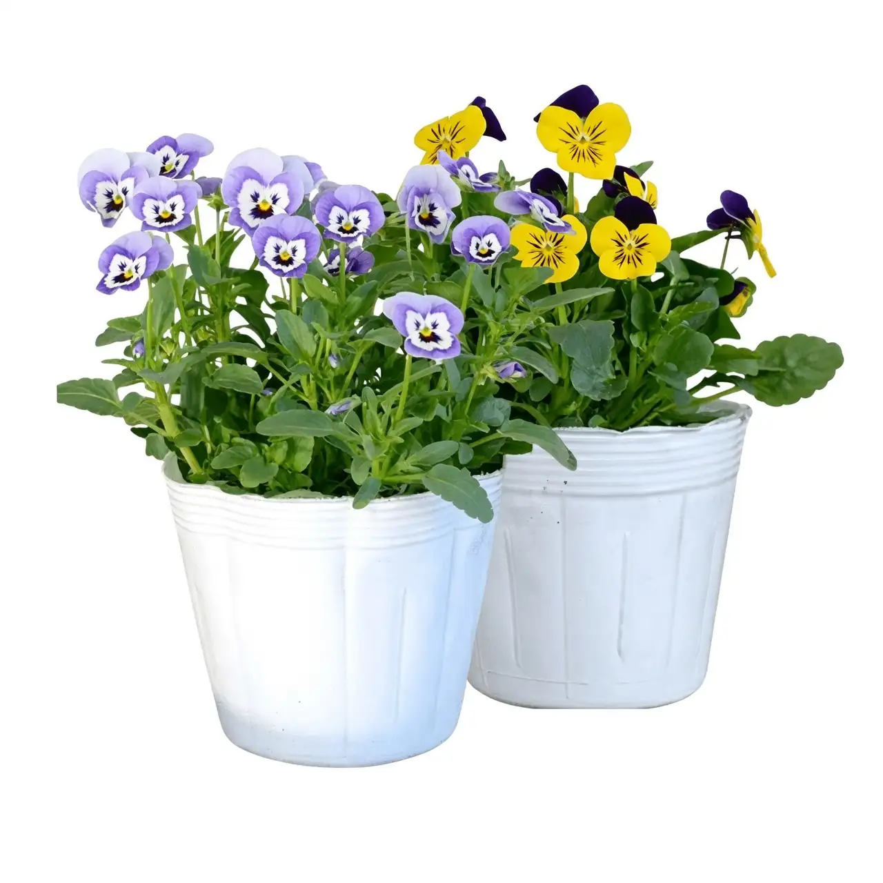 pansy container garden mix
