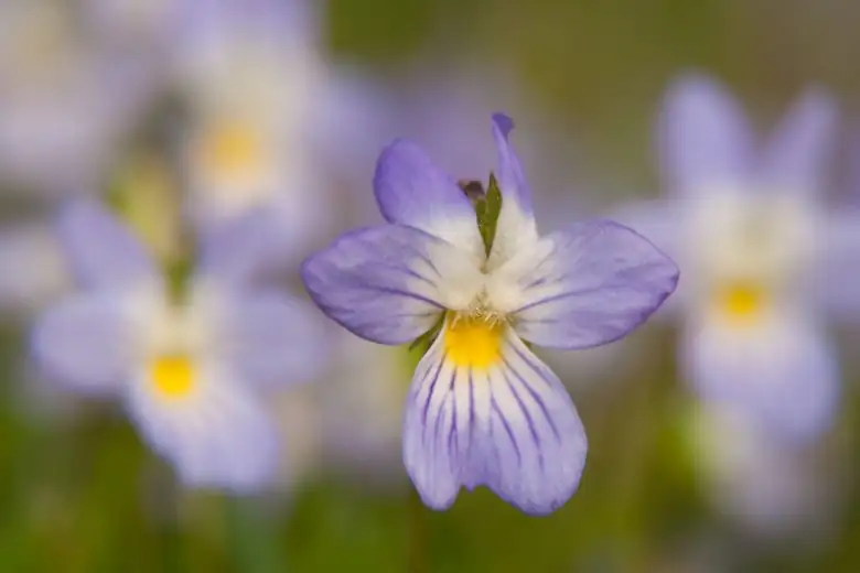 pansy flower close-up bicolor