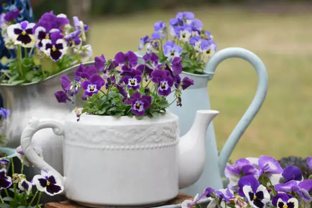 pansy container planting balcony