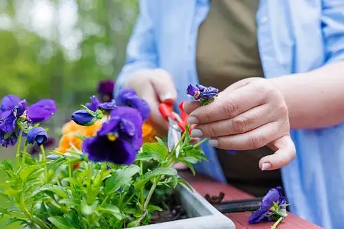 pansy harvest with scissors