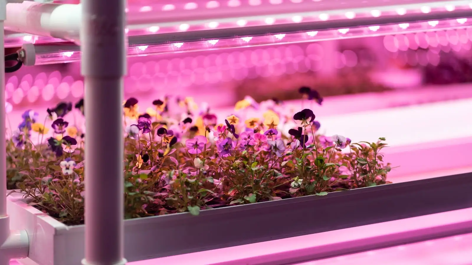 pansy seedlings under grow lights