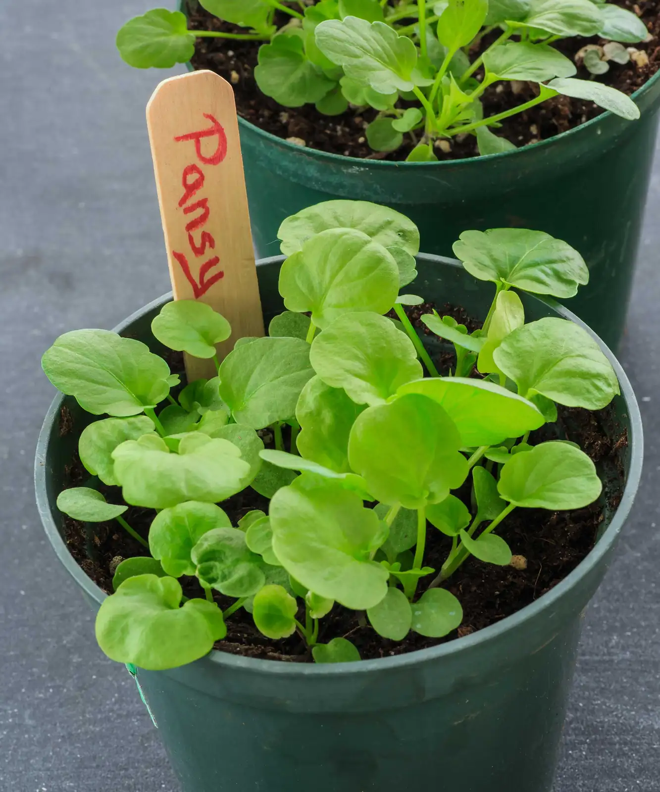 pansy pricking out seedlings