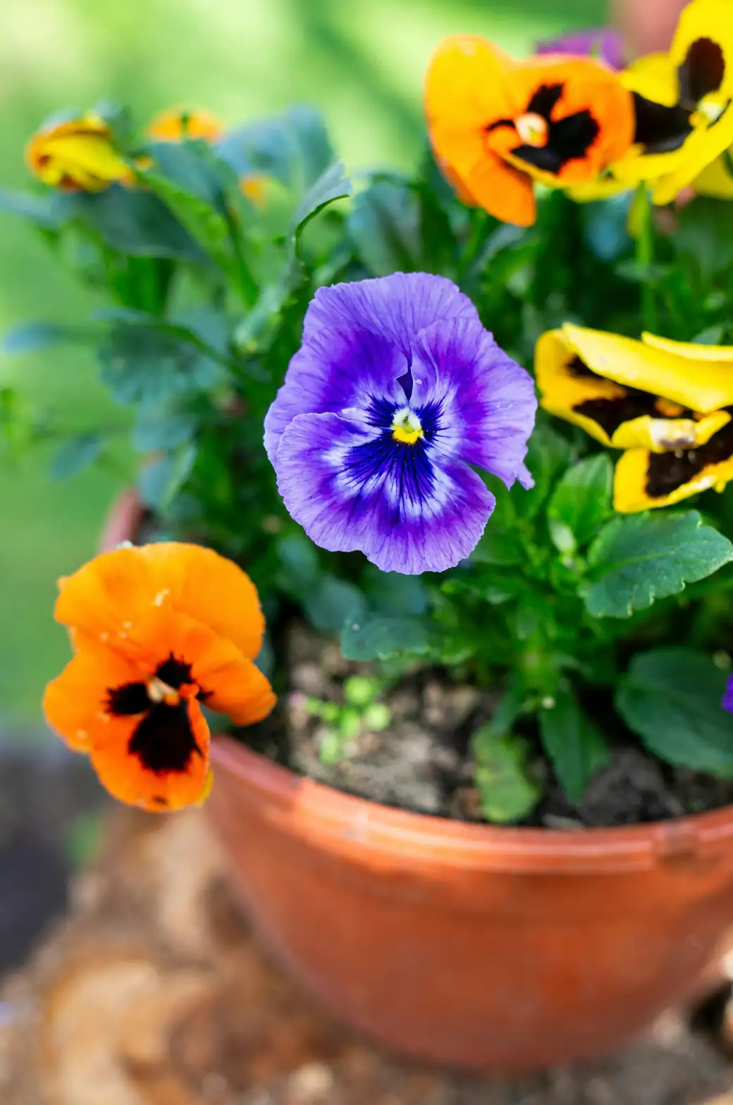 Cool-Season Dream Team: Pair Pansies with Tulips, Kale, and Heuchera for Layered Color