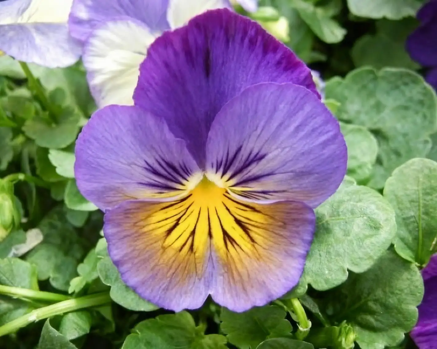 pansy flower close up