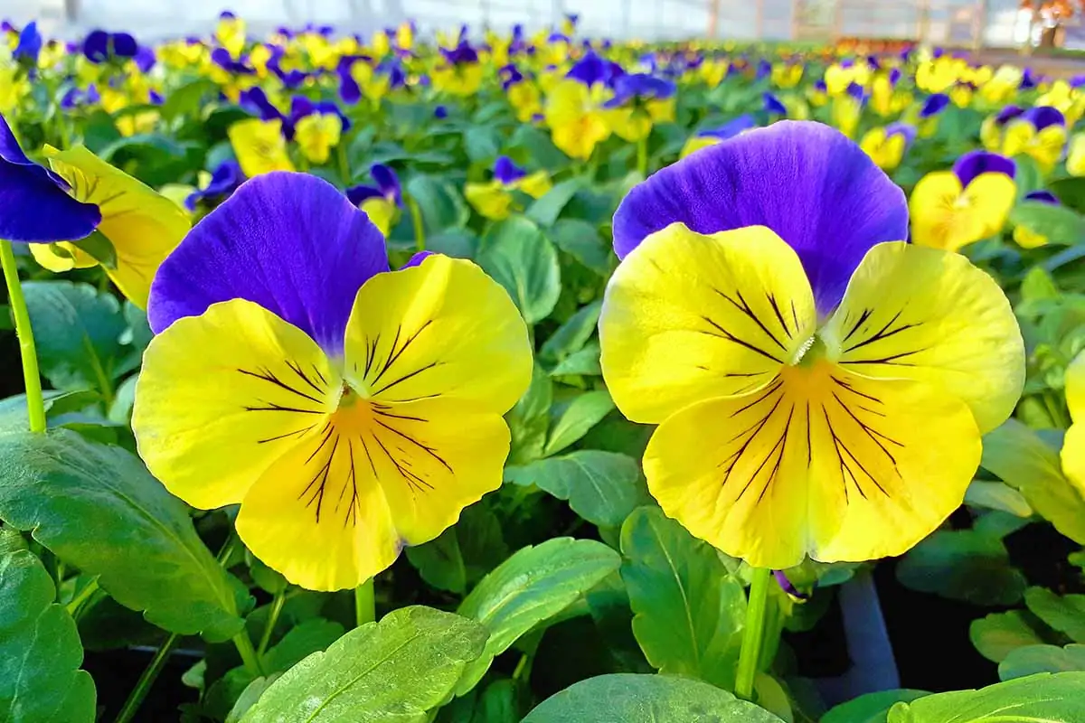 pansy with tulips early spring