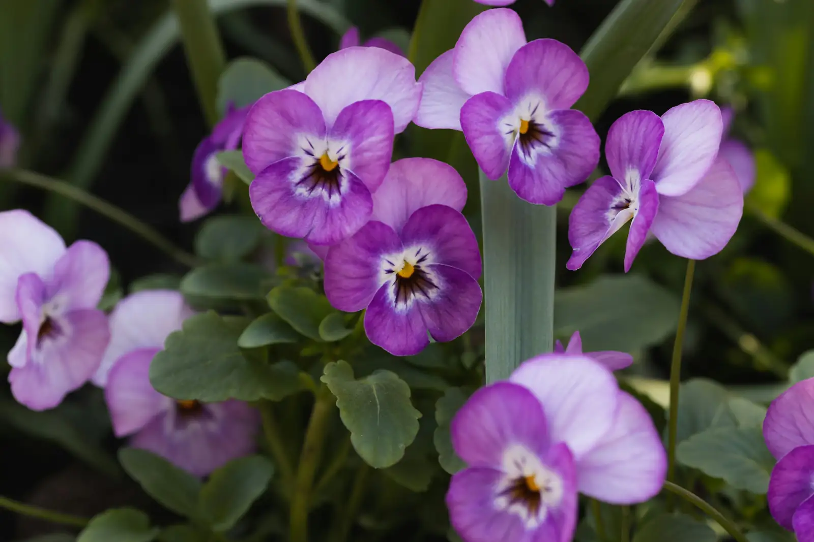 pansy with ornamental kale