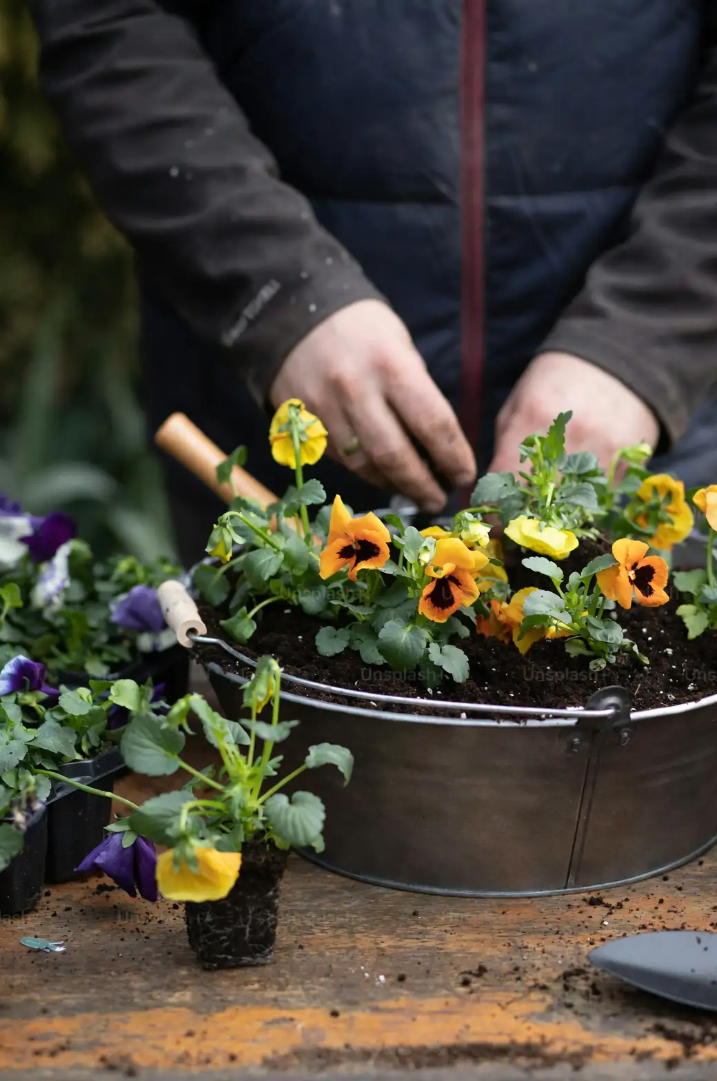 pansy container with heuchera