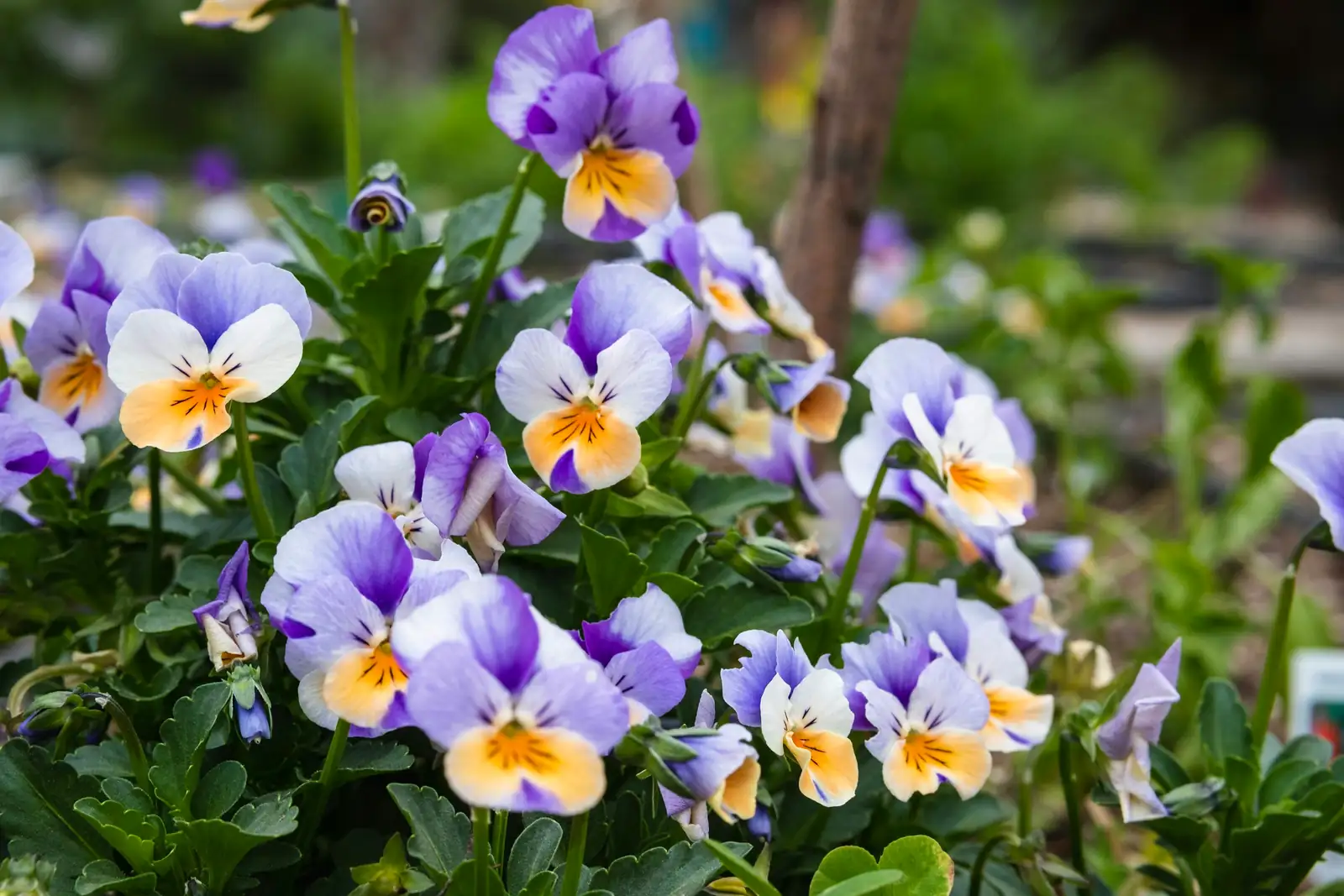 No Buds? No Problem! A Heat-Smart Rescue Plan to Restart Blooming Pansies