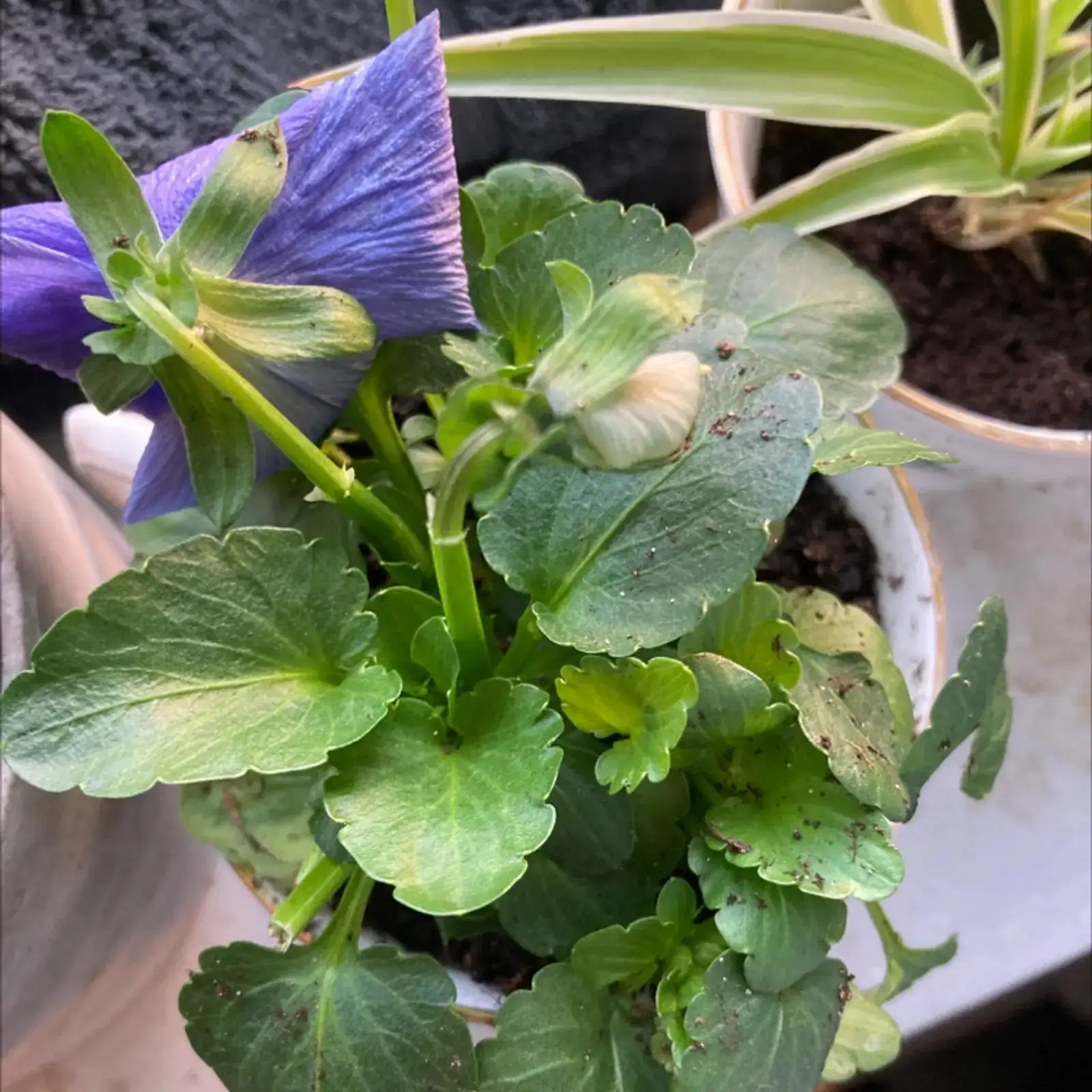 pansy heat stress wilted buds