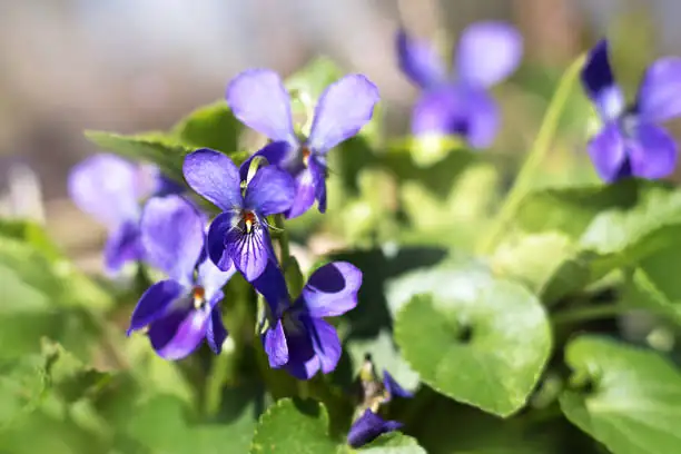 sweet violet flower and leaves close-up