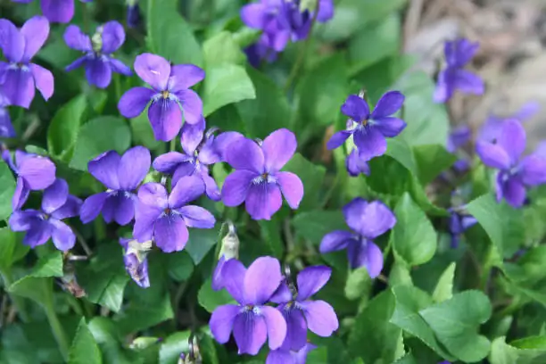 sweet violet stolon pegged to soil