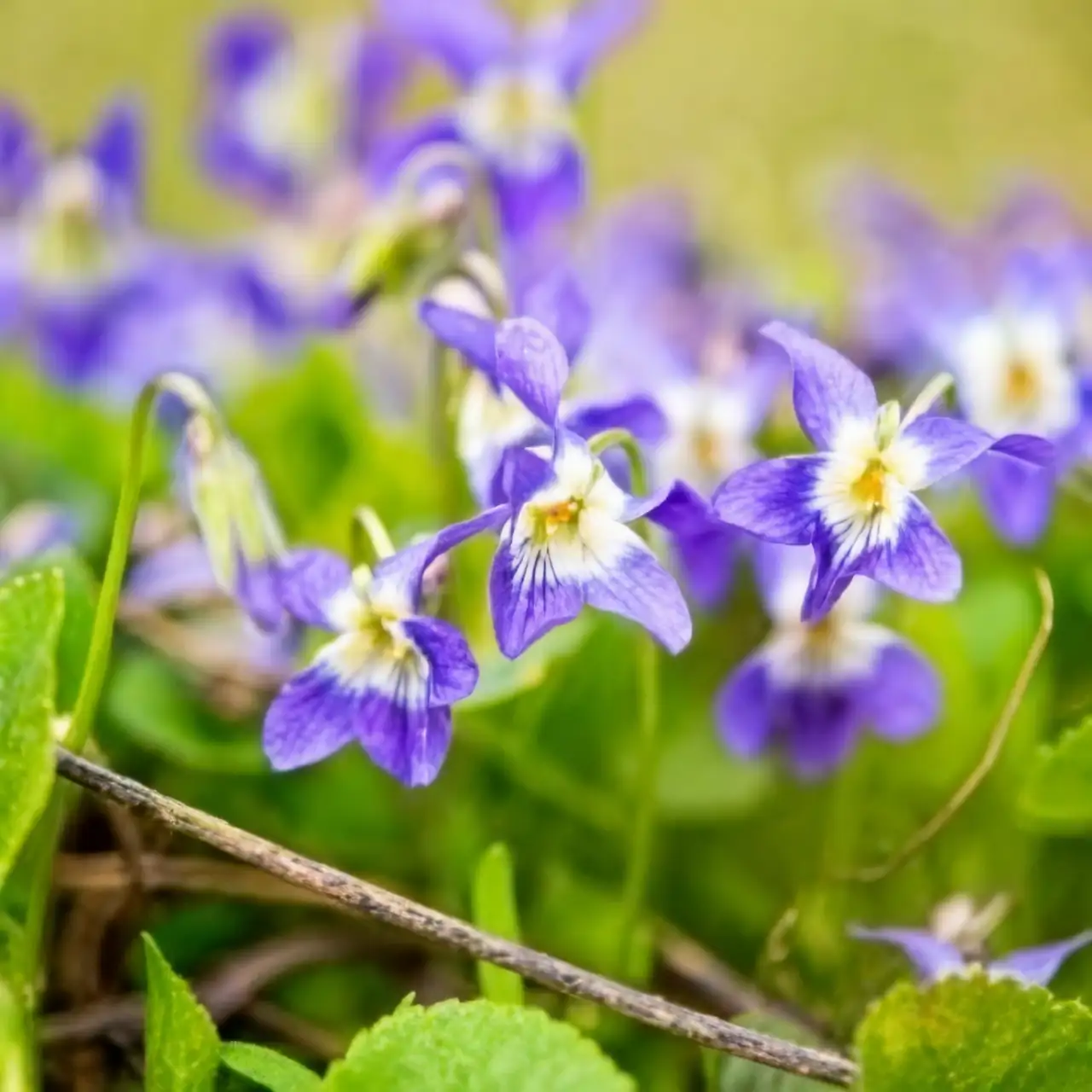 The Vanishing Violet Perfume Trick: Why Your Nose ‘Forgets’ the Scent (and How to Smell It Again)