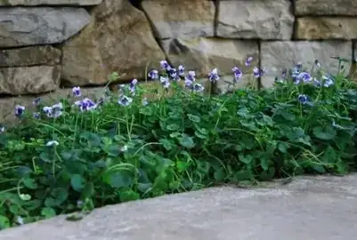 viola odorata plant habit groundcover