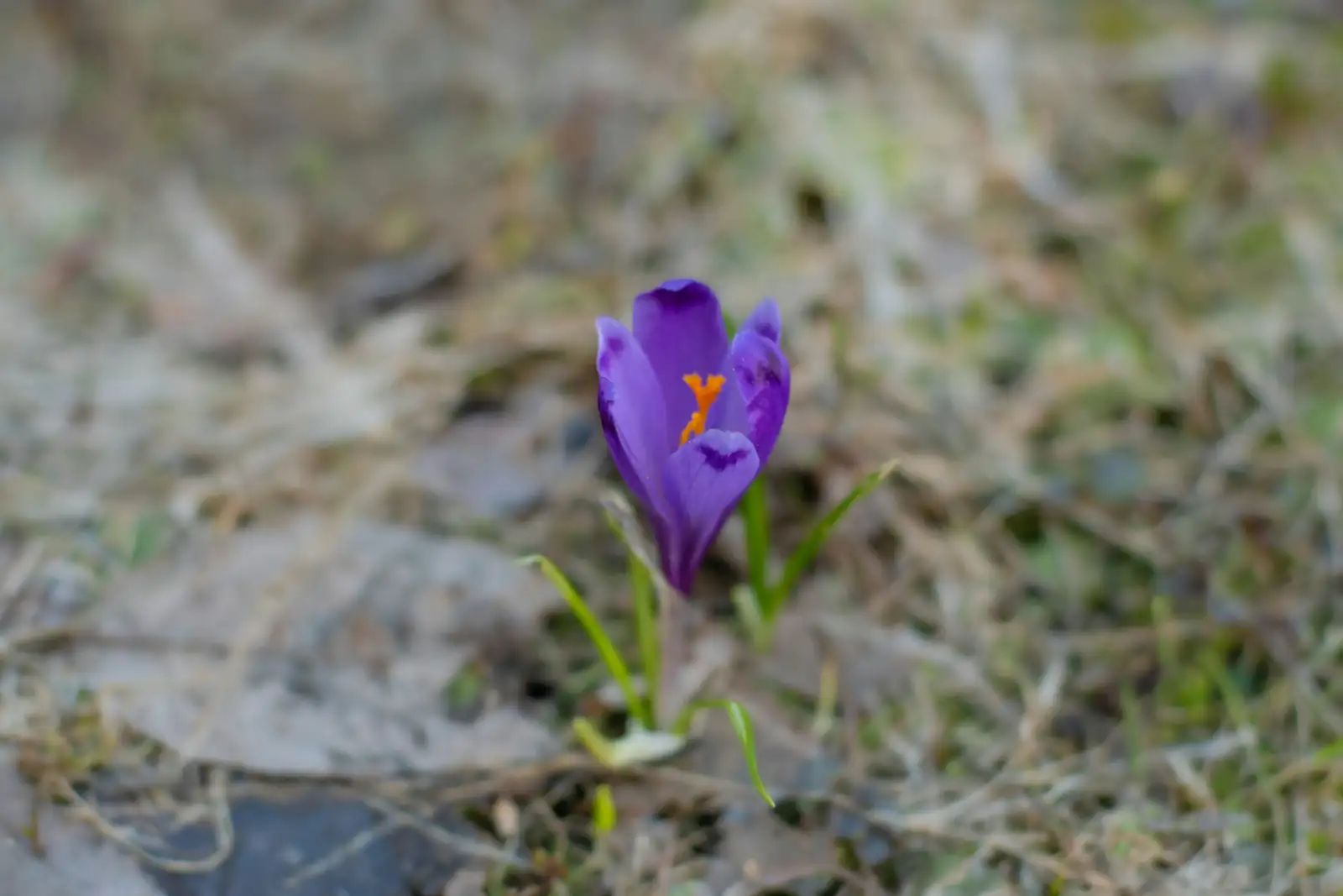 viola odorata sniffing nose close-up