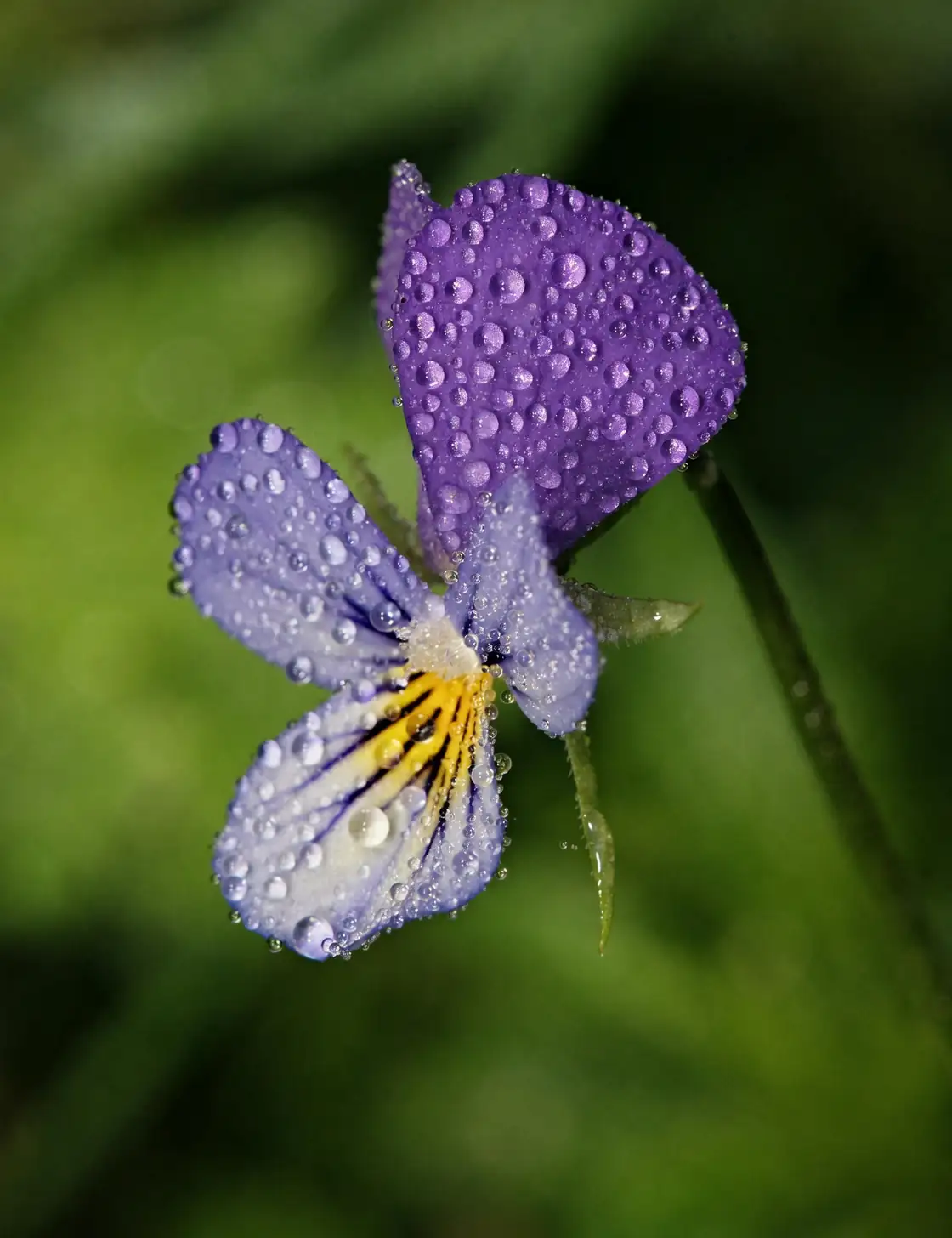 sweet violet garden path morning dew