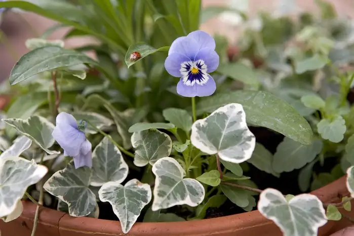 sweet violet container balcony shade
