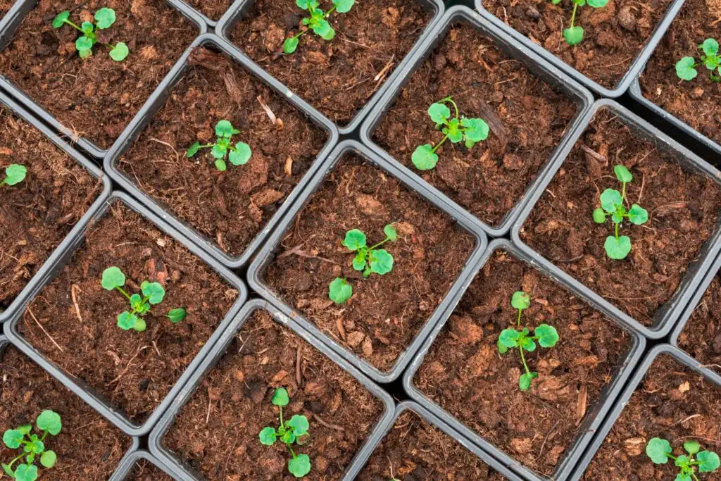 sweet violet seedlings nursery tray