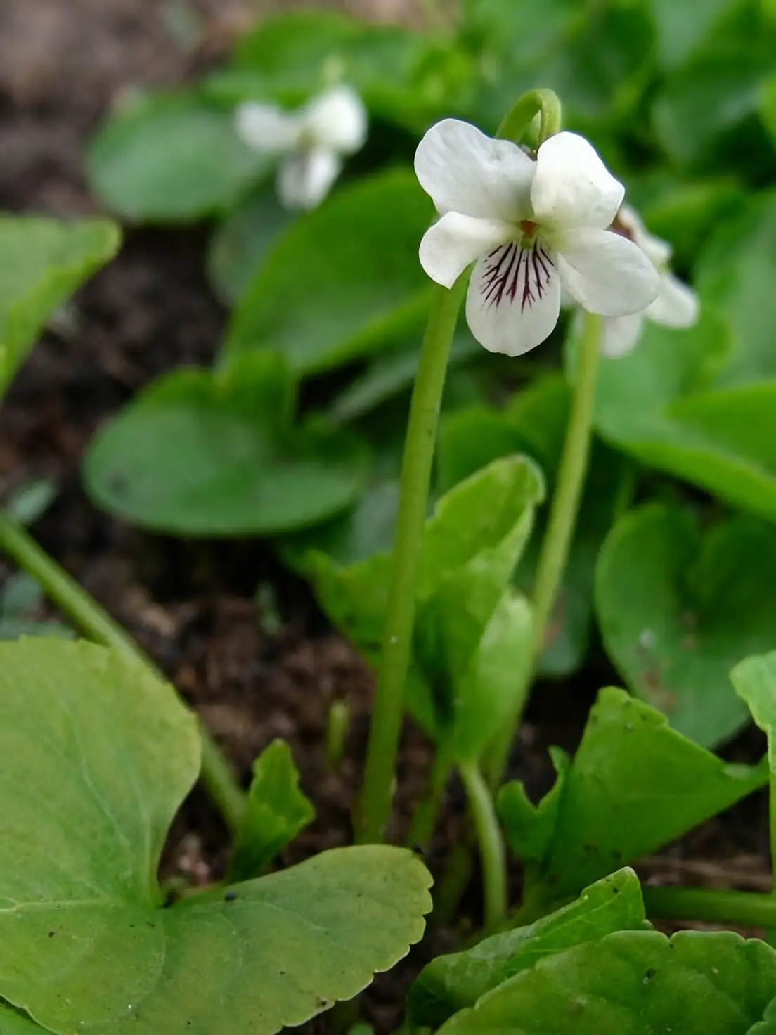 sweet violet naturalized woodland carpet