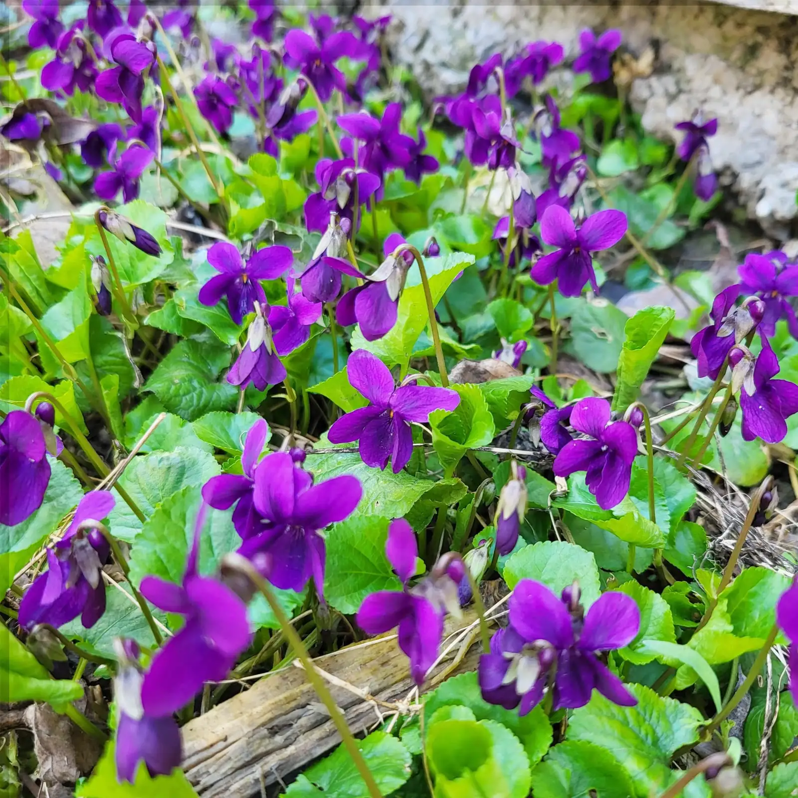 Woodland Chic: Pair Sweet Violets with Hellebores, Snowdrops & Ferns for a Spring Mosaic
