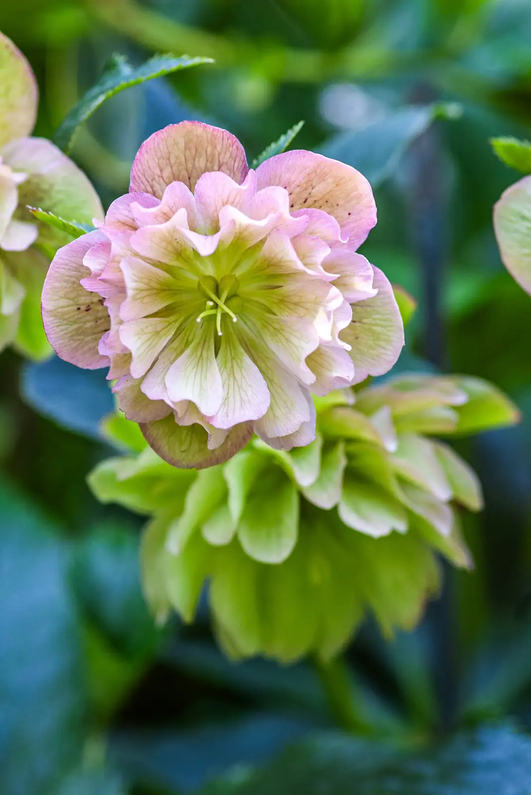 sweet violet hellebore snowdrops woodland