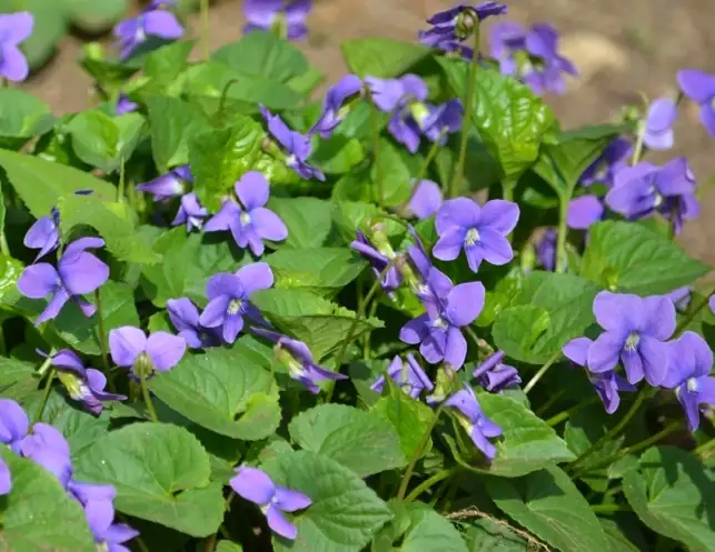 sweet violet hellebore spring carpet