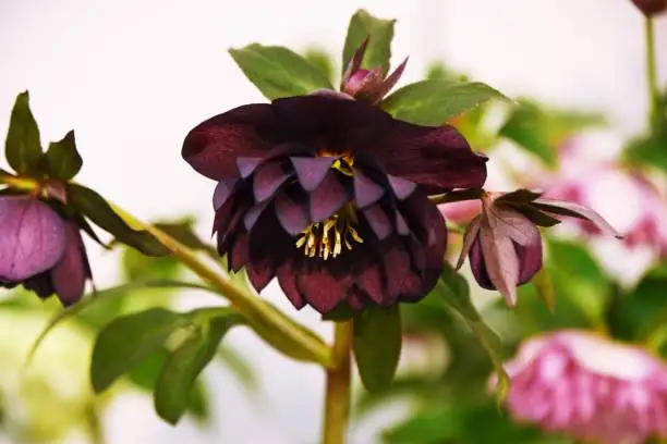 sweet violet container with hellebore