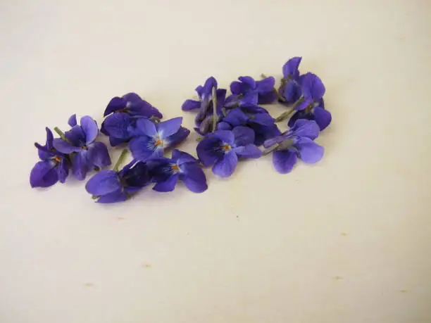 sweet violet candying with sugar