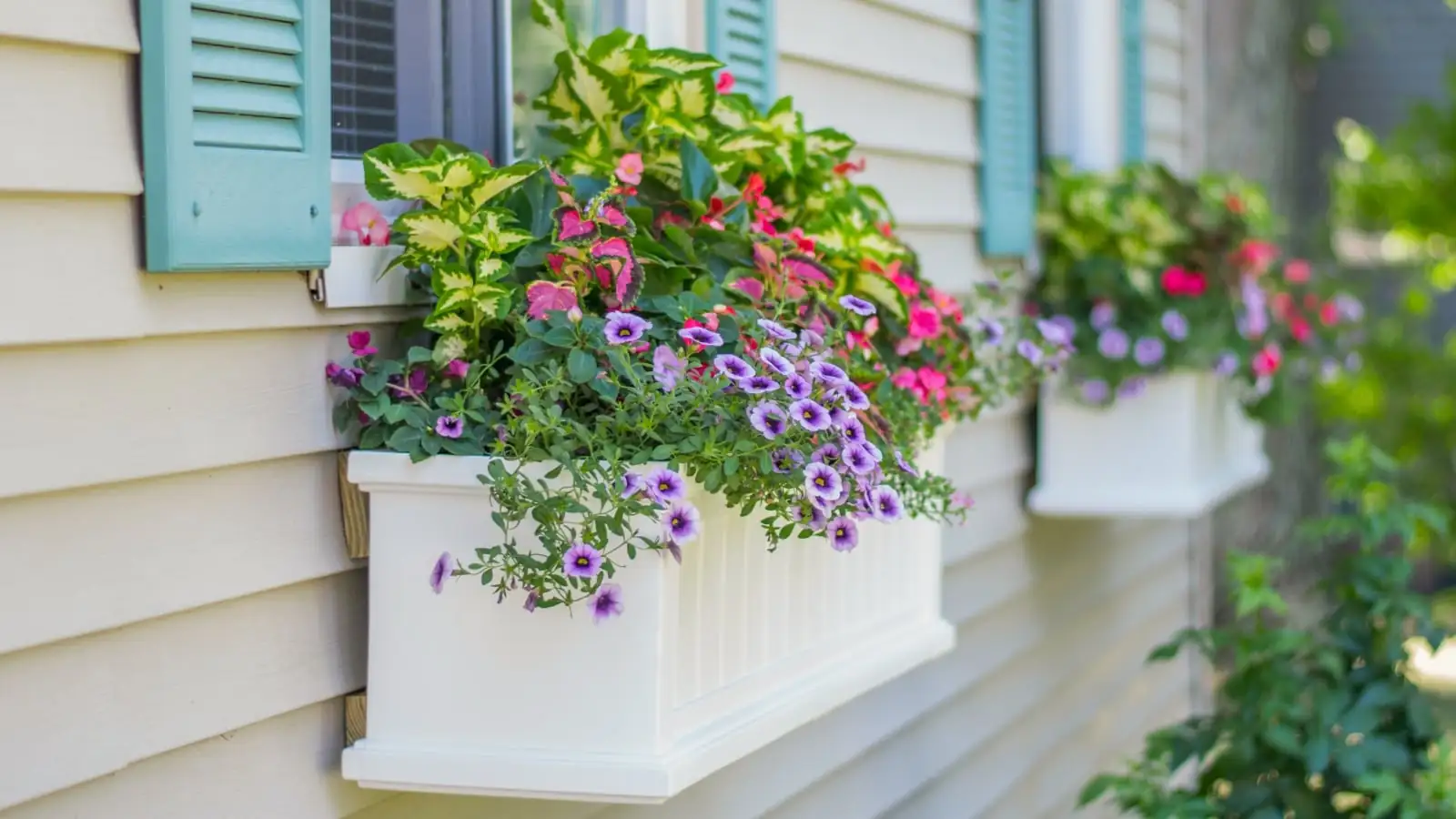 Pocket Meadows: Grow a Mini Violet Carpet in Containers and Window Boxes
