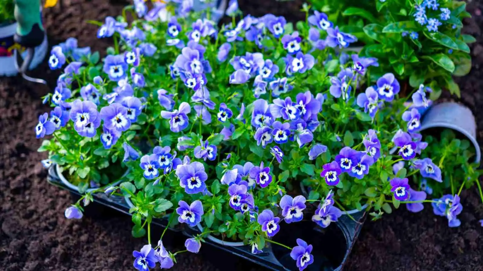 sweet violet watering soil level