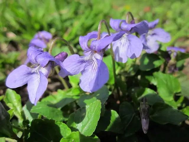 sweet violet layering U-shaped pin