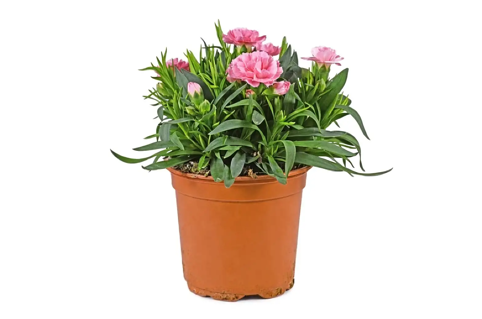 Cool-Season Color on Repeat: The Chinese Pink Care Playbook (Sun, Water, and No-Rot Drainage)