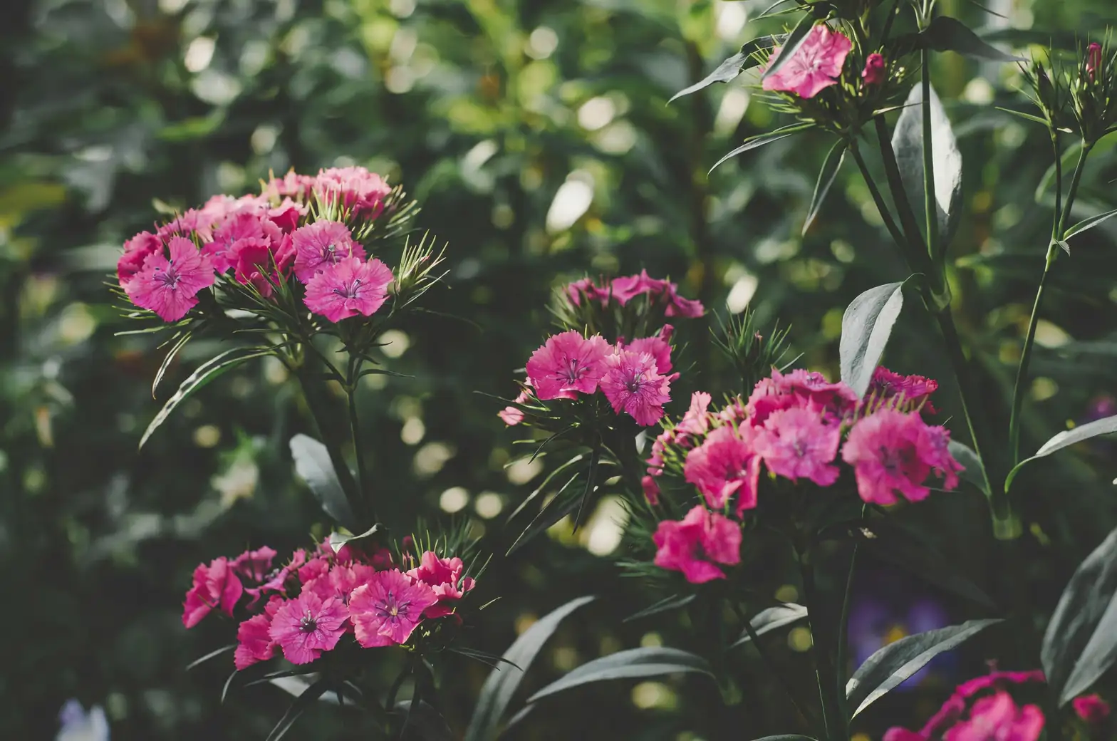 Dianthus chinensis morning sun garden