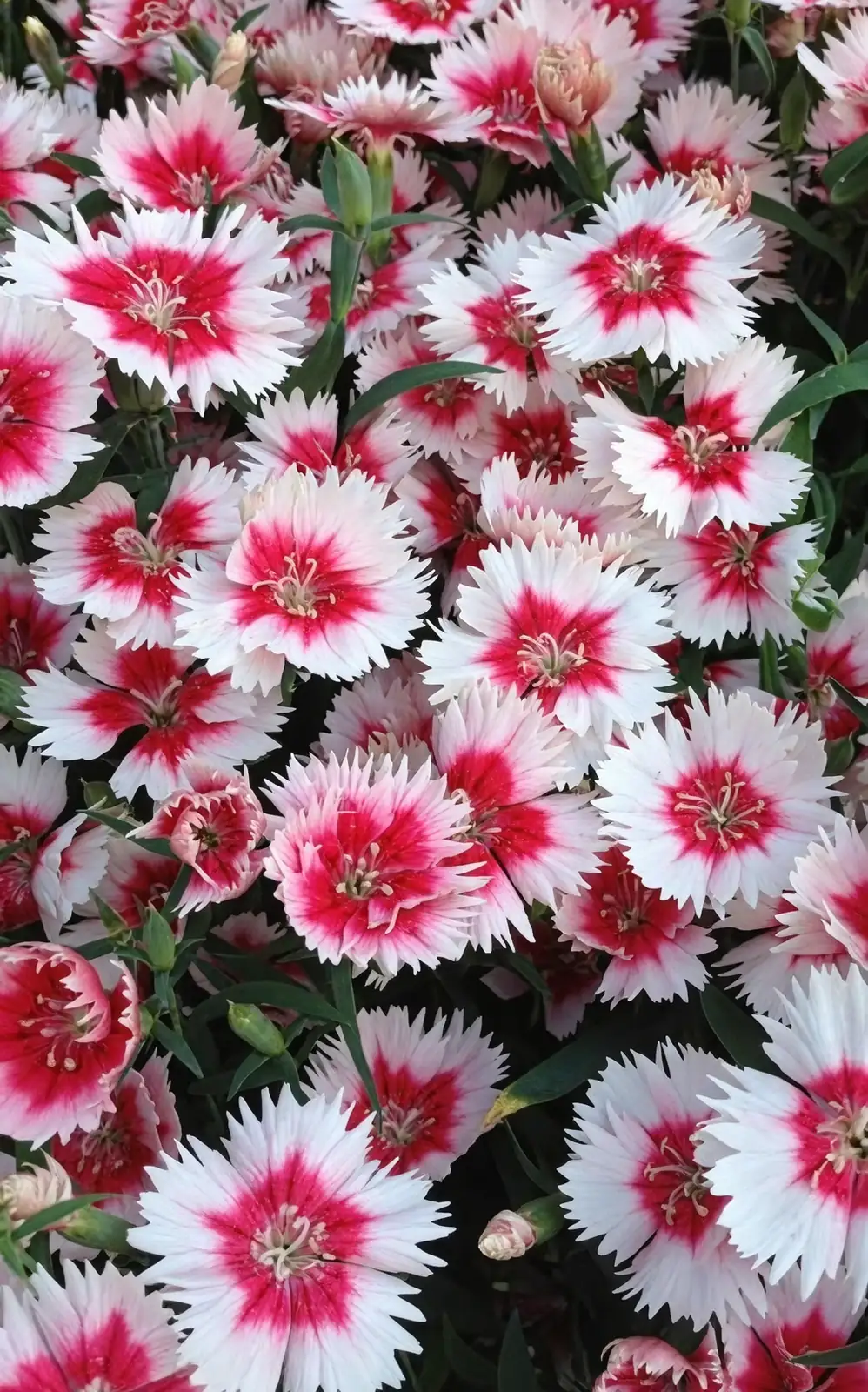 Dianthus chinensis crown grit top-dress