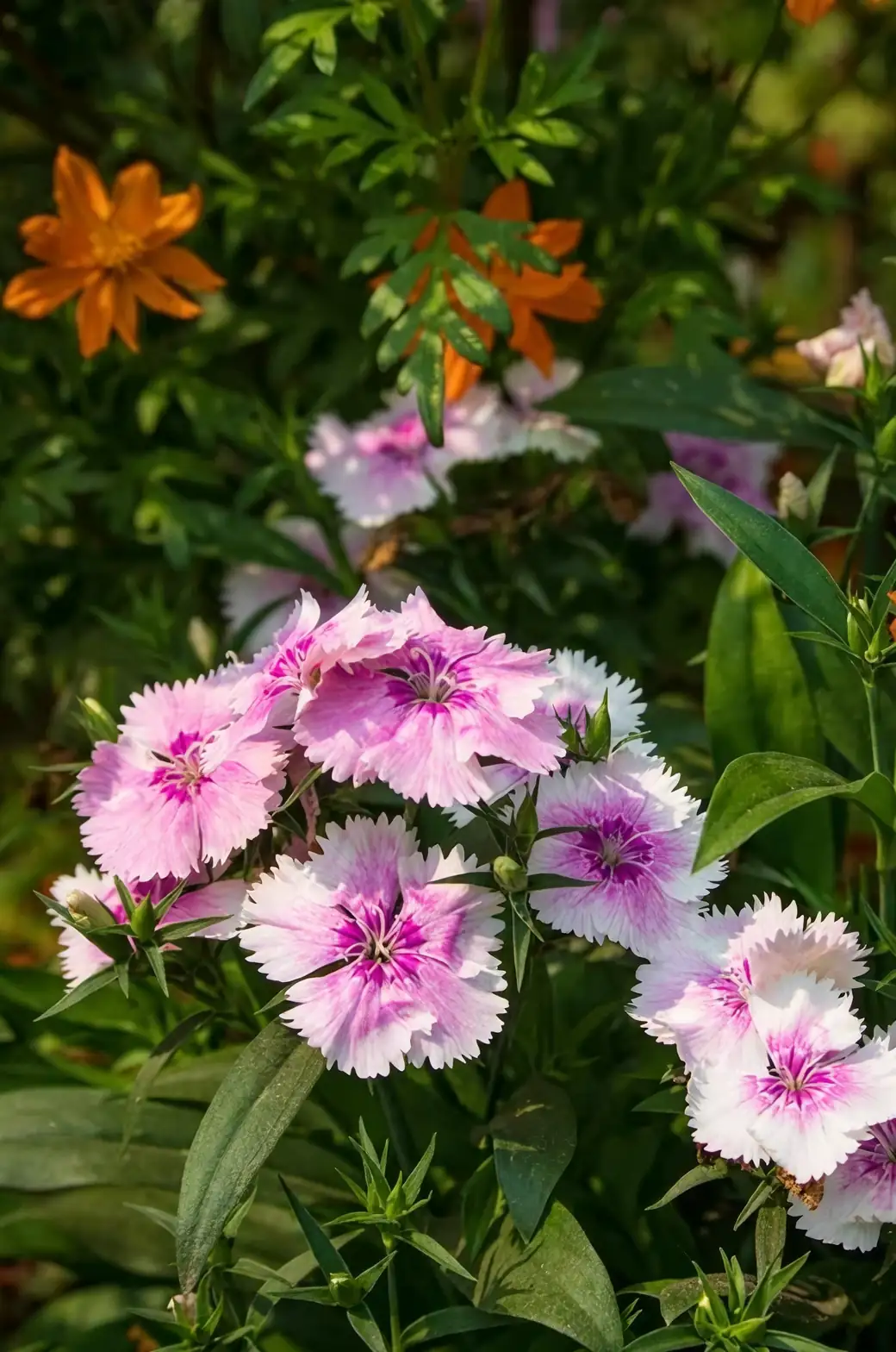 Rust Spots and Spider Mites, Begone! A Heat-Weather Rescue Plan for Chinese Pink