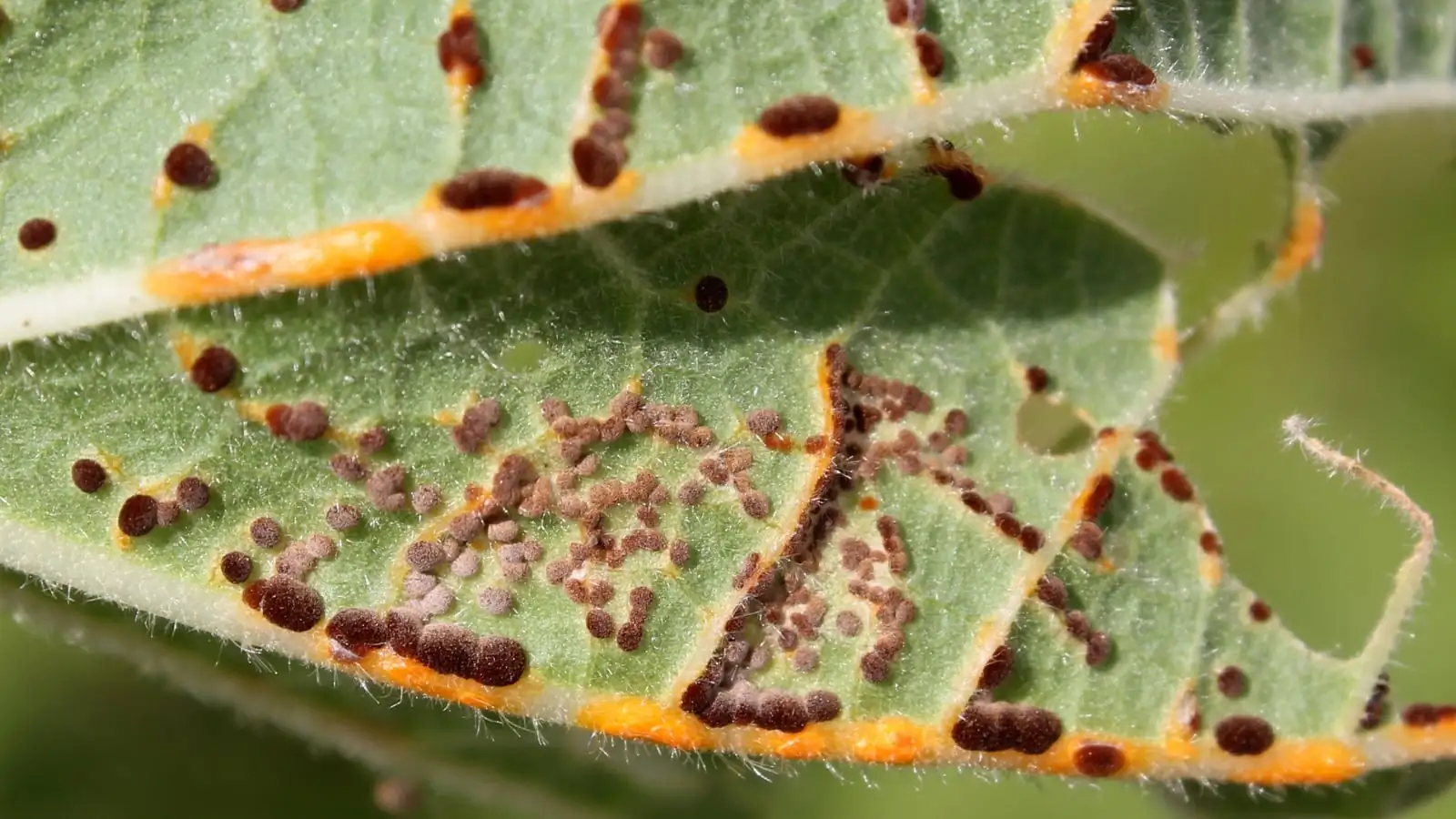 dianthus leaf rust pustules close-up