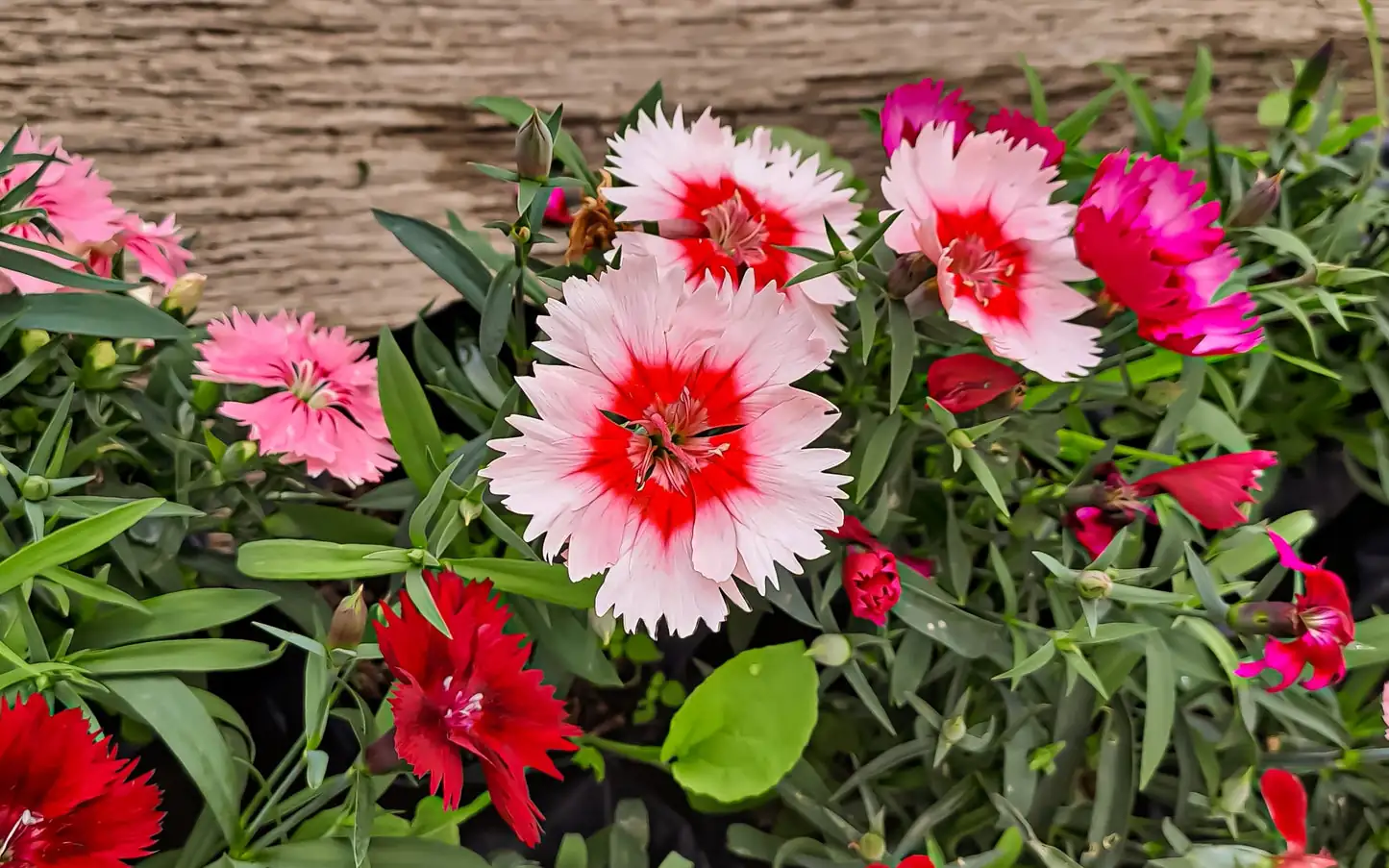 Why Do Chinese Pinks Wear a Dark ‘Eye’? 12 Quirks Behind Those Fringed, Clove-Scented Blooms