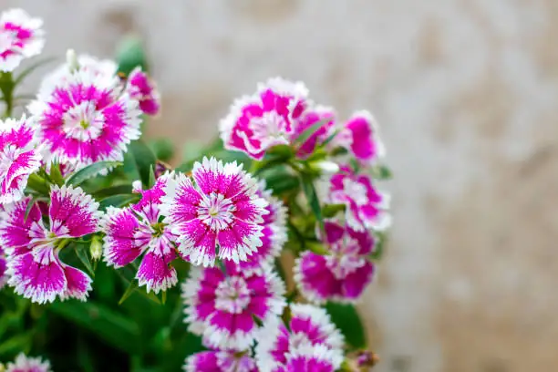 dianthus chinensis fringed petal macro