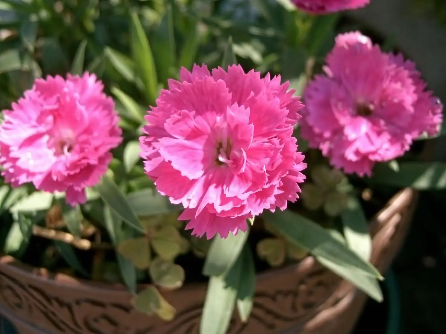 dianthus chinensis container patio