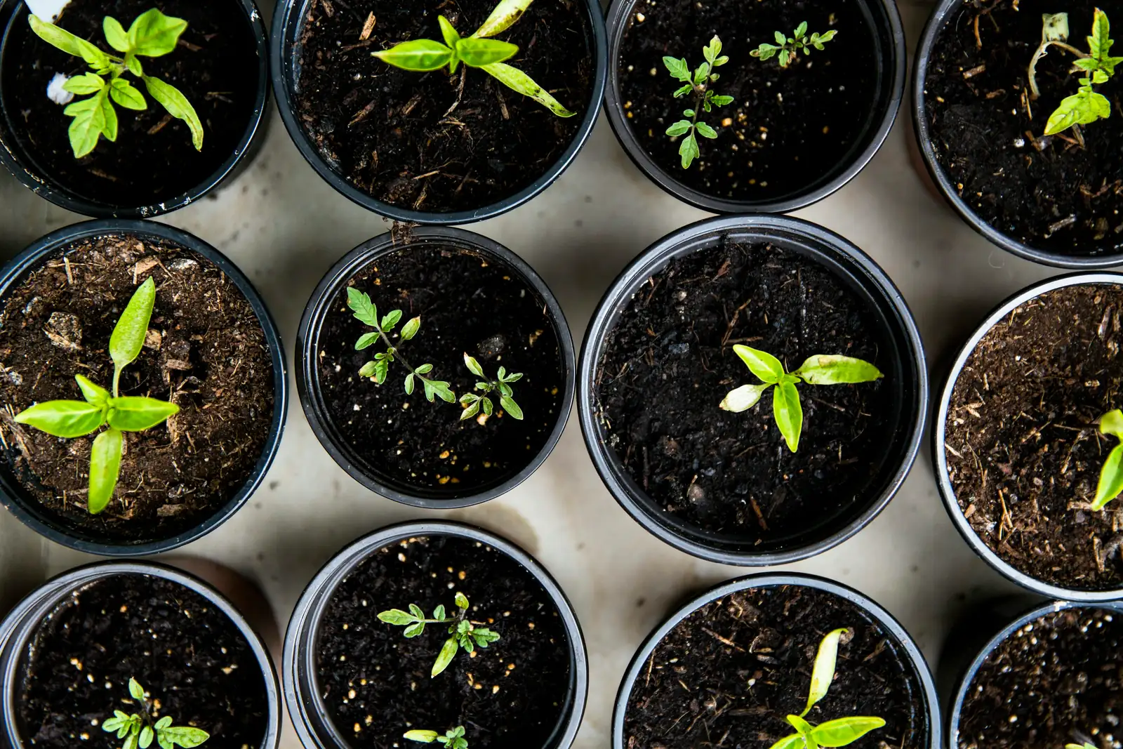 dianthus chinensis seedlings tray
