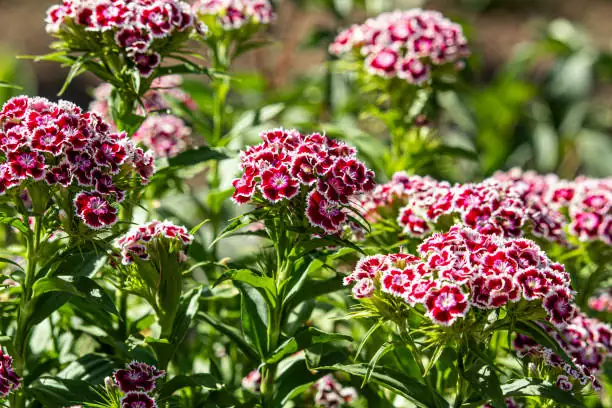 What Does Chinese Pink Really Say? Flower-Language Origins, East–West Meanings, and Modern Gifting