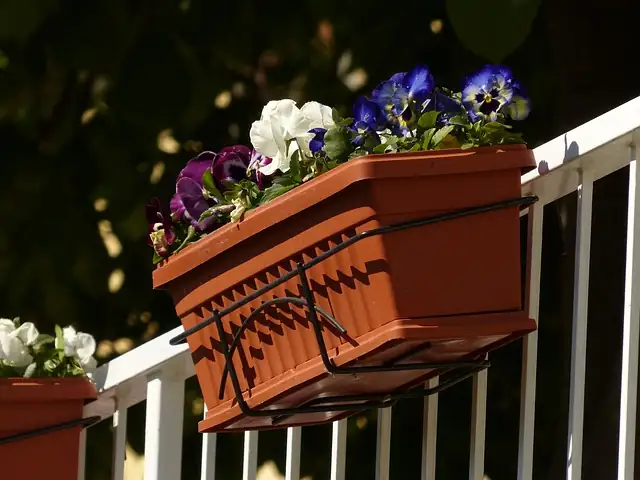 dianthus chinensis potted balcony