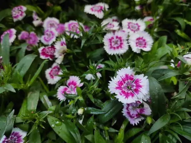 dianthus chinensis and carnation side-by-side