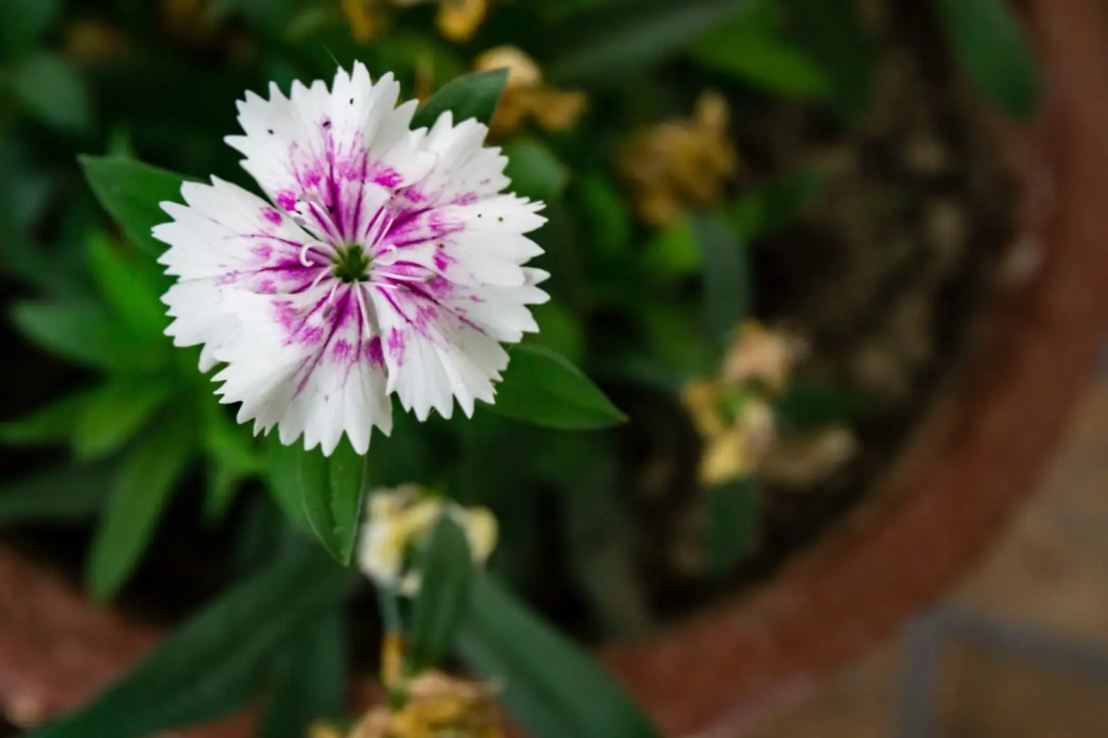 dianthus chinensis courtyard pot